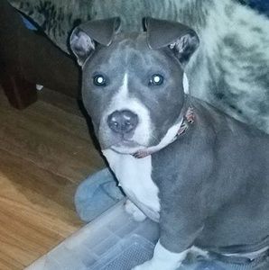 Meet your Posher, Ronnie